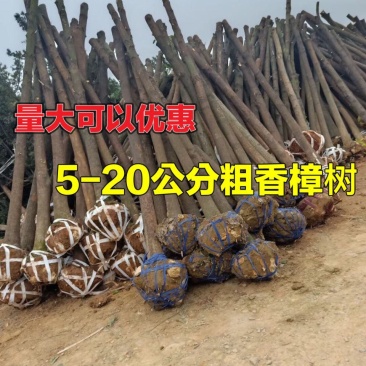 批发香樟树苗香樟大树直径1-30公分原生全冠带帽截杆樟树