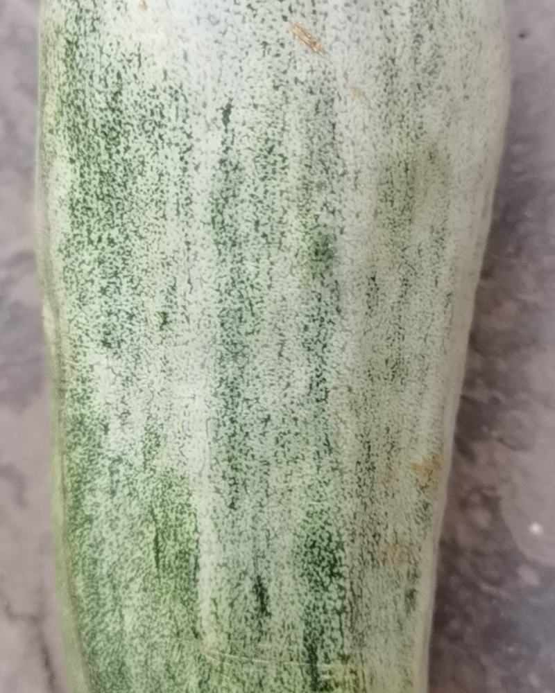 甜瓜，羊角酥，羊角蜜，口感好，色泽好，入口酥甜脆，