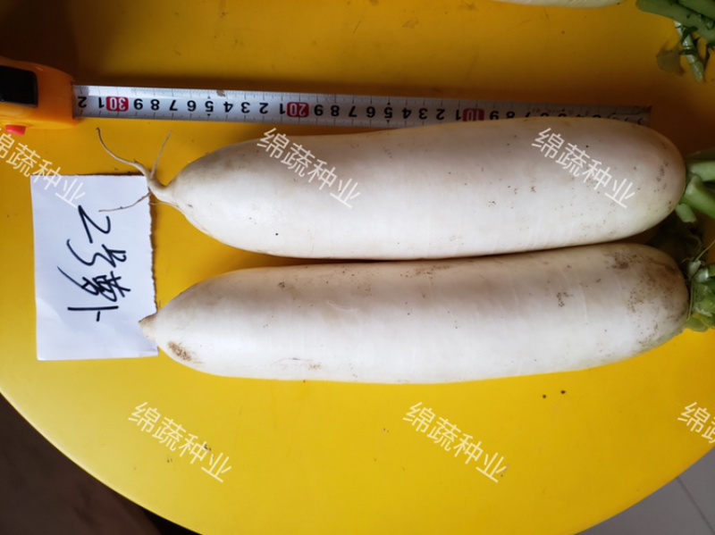 绵蔬厚皮春秋二号/萝卜种子/韩国萝卜种子/白萝卜种子
