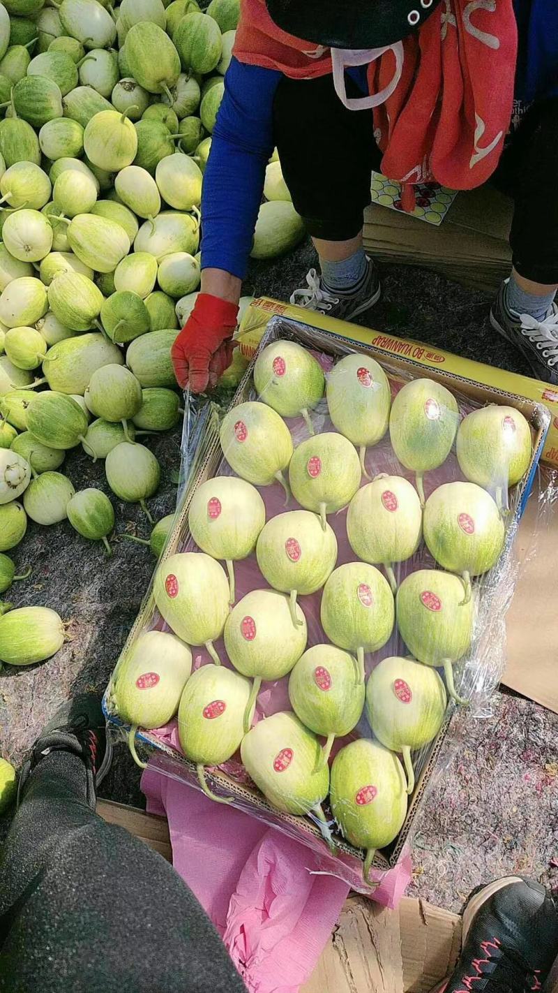 遼寧省錦州市北鎮市精品京密香瓜大量上市口感特別好，甜甜甜