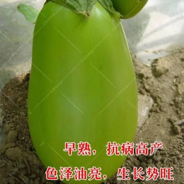 青茄果实表面油绿发亮，果形长卵圆形，果肉青白色，肉质细嫩