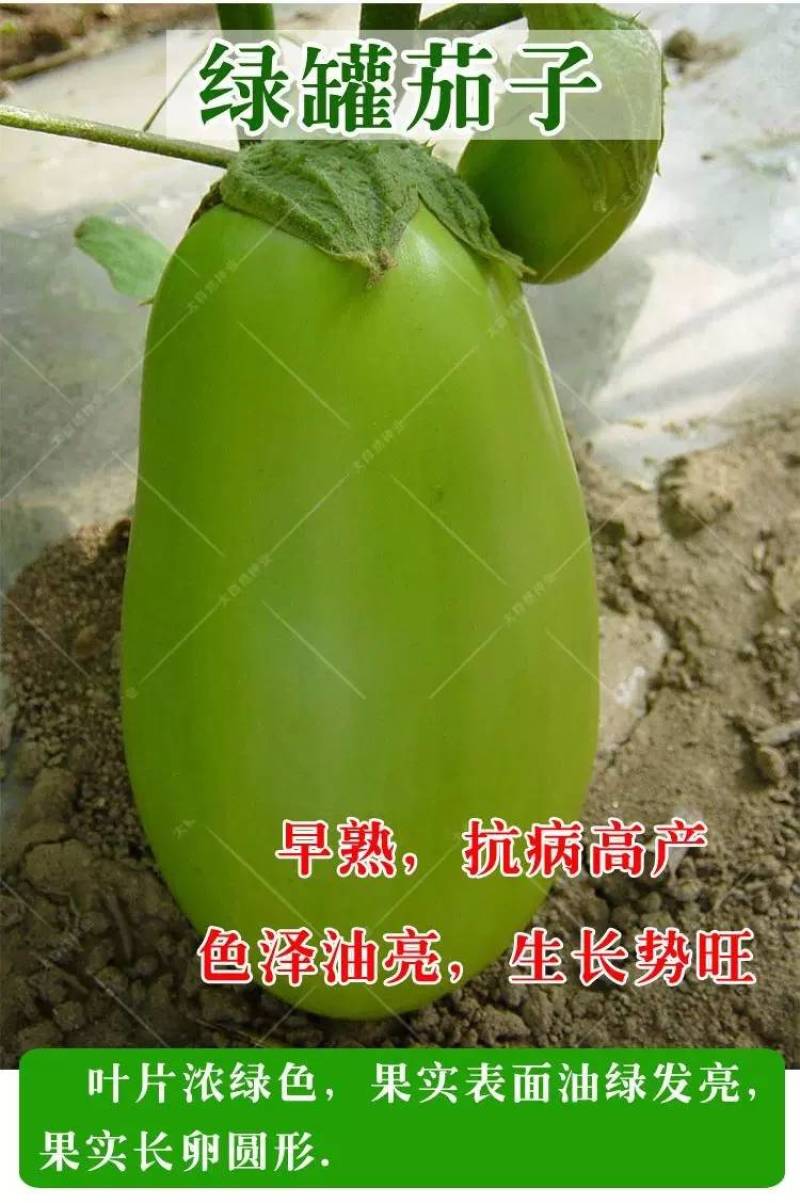 青茄果实表面油绿发亮，果形长卵圆形，果肉青白色，肉质细嫩