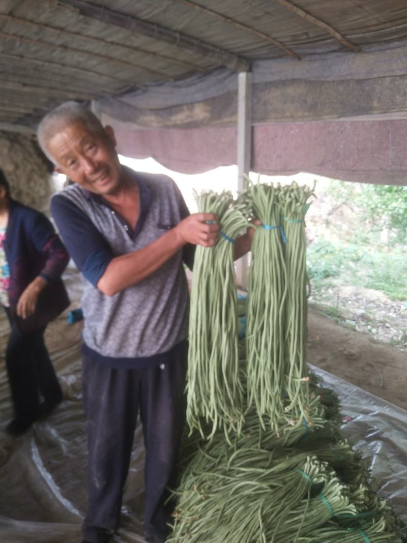 豆角山东聊城豆角优质豆角大量上市有要的老板电话联系