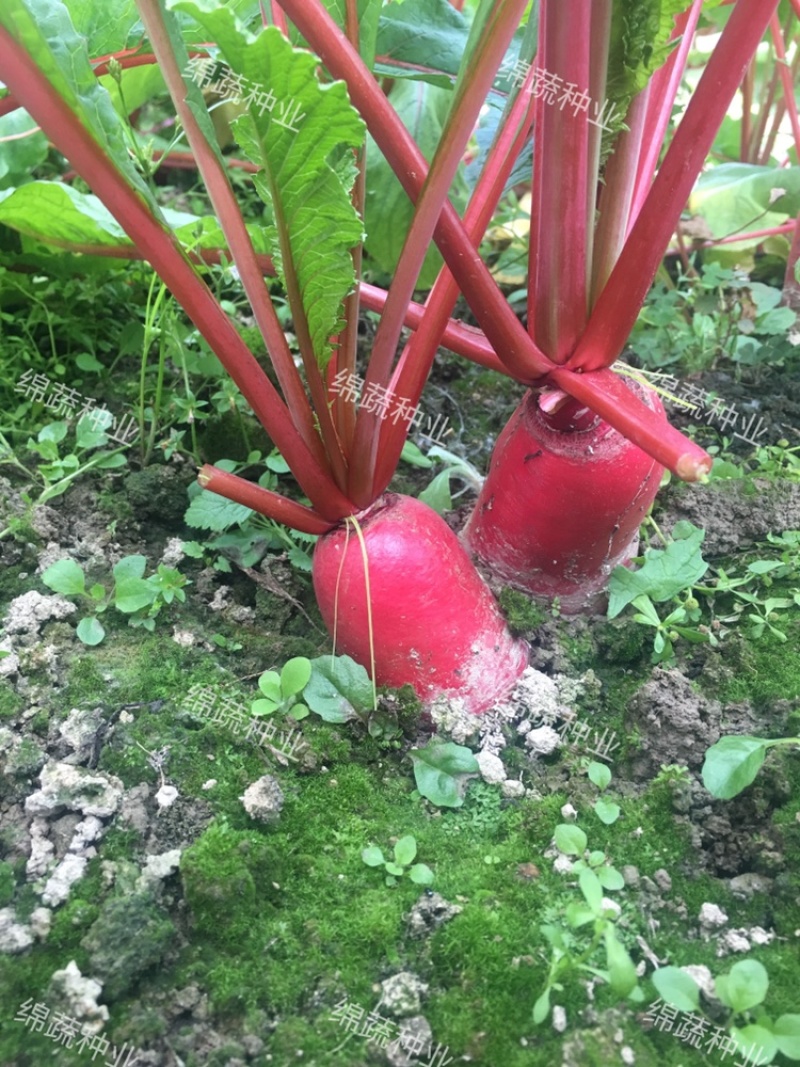 绵阳红萝卜/满身红/红皮萝卜/萝卜种子/绵蔬