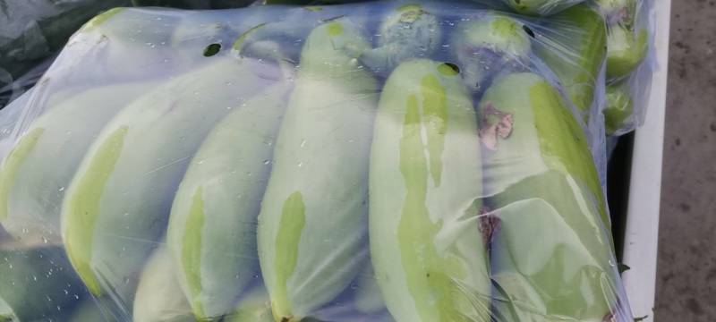 青茄果实表面油绿发亮，果形长卵圆形，果肉青白色，肉质细嫩