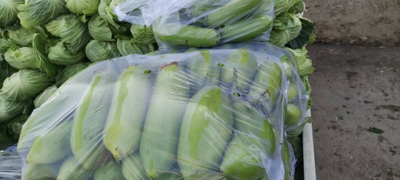 青茄果实表面油绿发亮，果形长卵圆形，果肉青白色，肉质细嫩