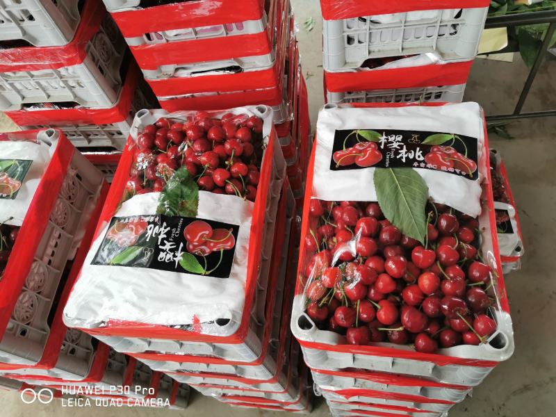 萨米托万亩樱桃基地！产地直销！布鲁克斯美早品种多！