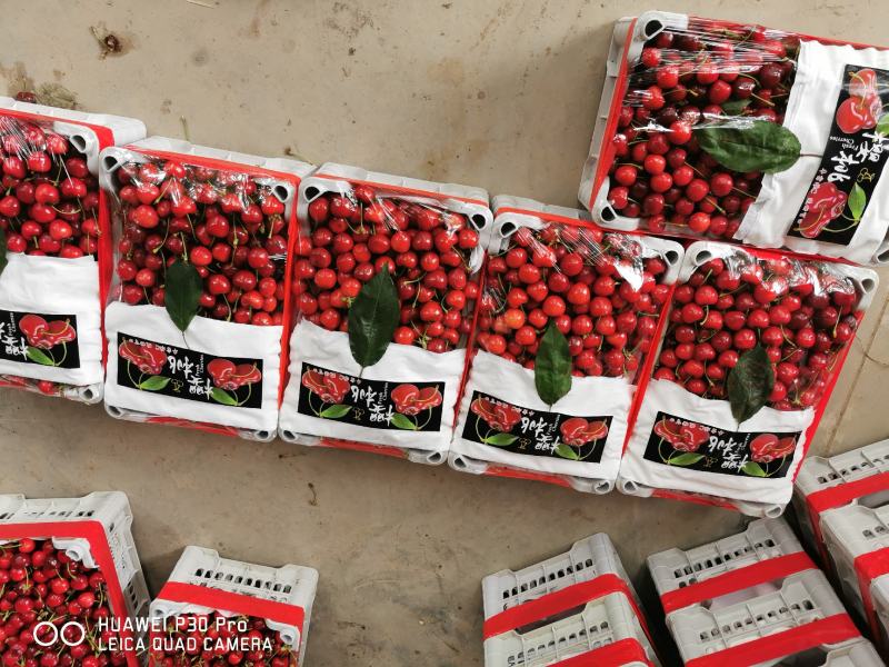 萨米托万亩樱桃基地！产地直销！布鲁克斯美早品种多！