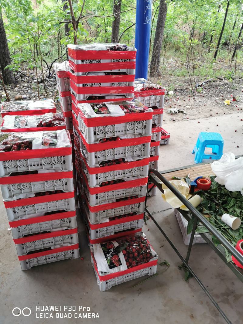 萨米托万亩樱桃基地！产地直销！布鲁克斯美早品种多！