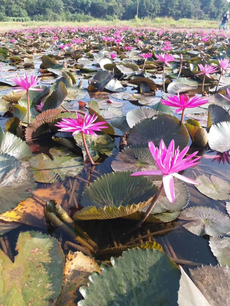 睡莲，印度红莲，花直径30公分左右，产地直销