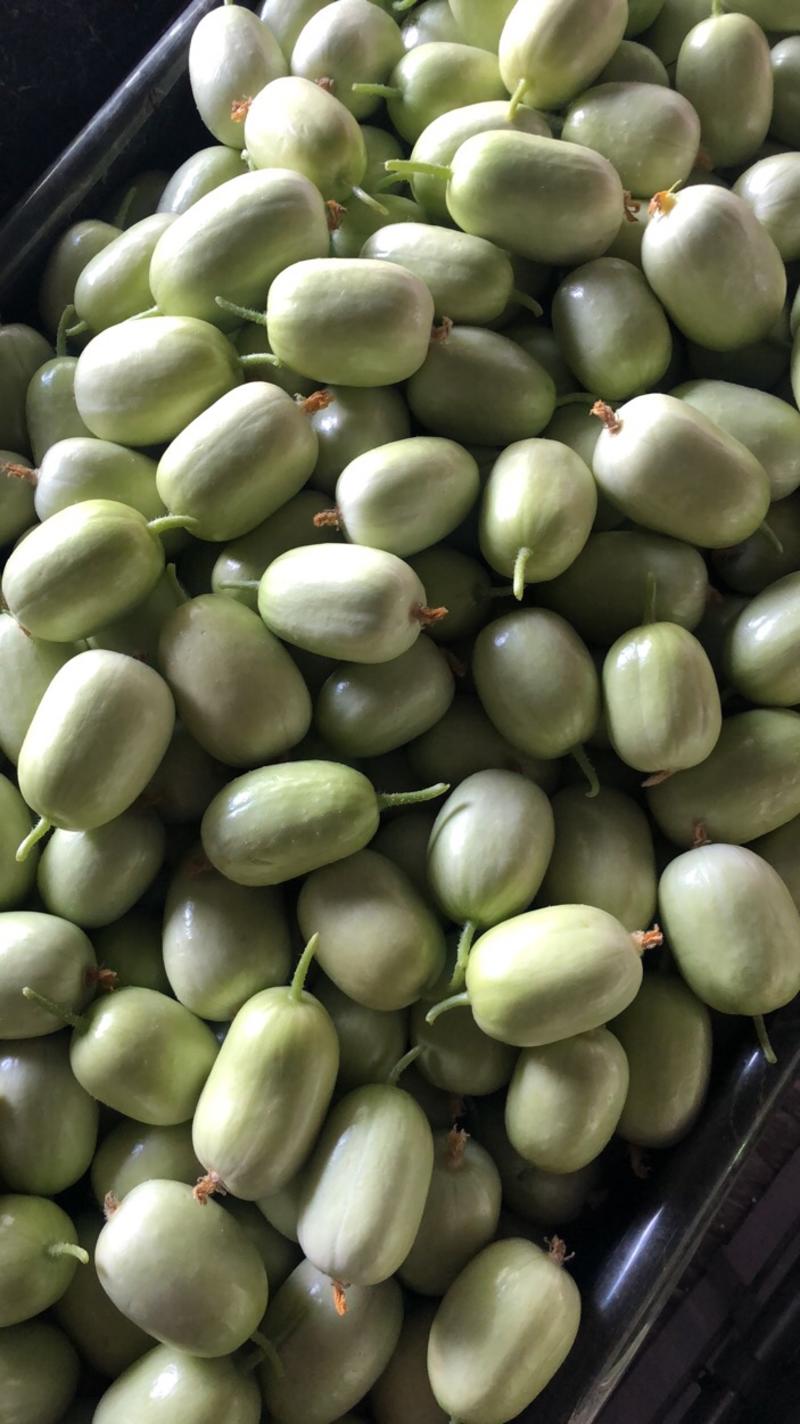 玉女黄瓜承接各市场，商超品质货源充足价格美丽