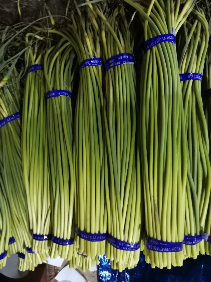 金乡冷库供应红帽蒜苔杂交蒜苔，精品，原包。
