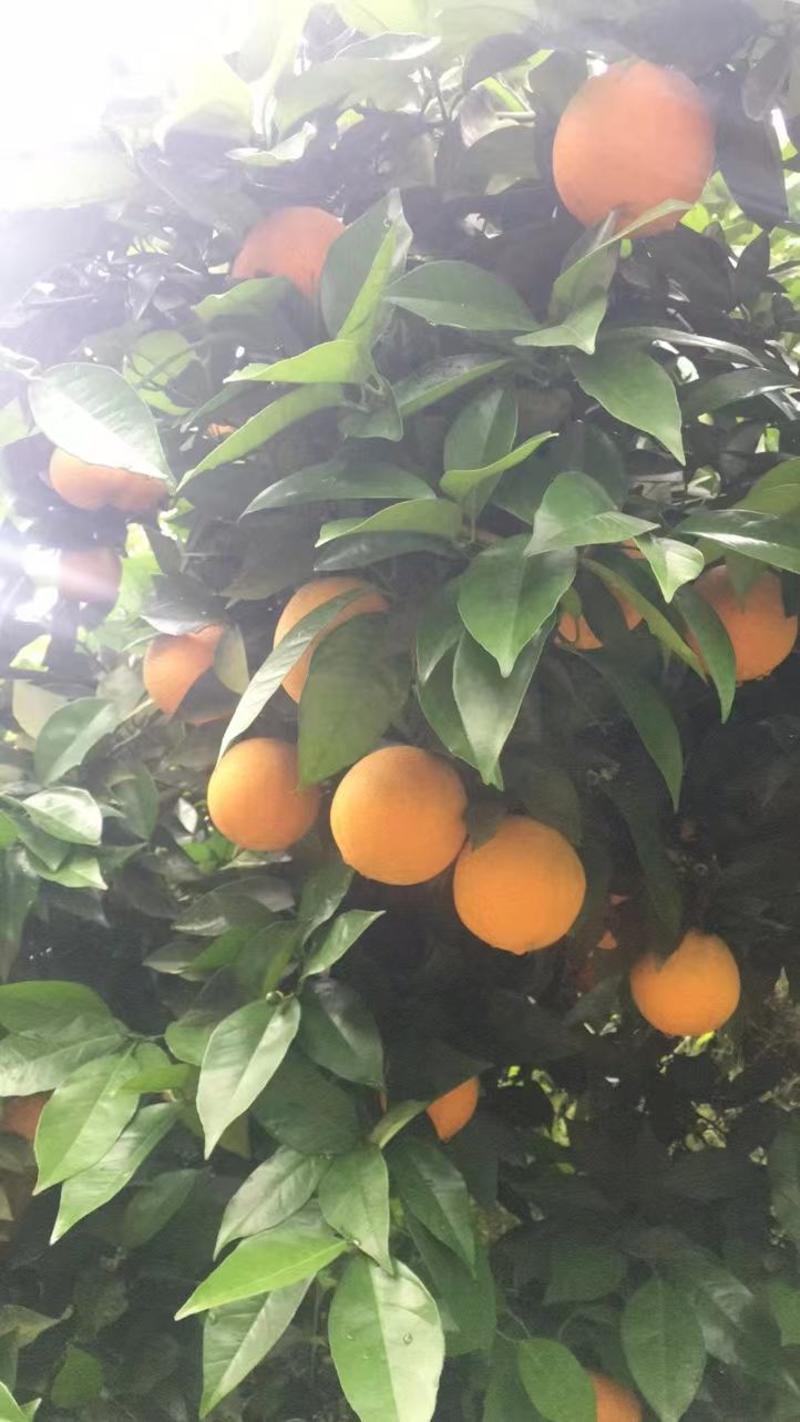夏橙湖北秭归夏橙果园实地看货鲜果直采产地一手货源