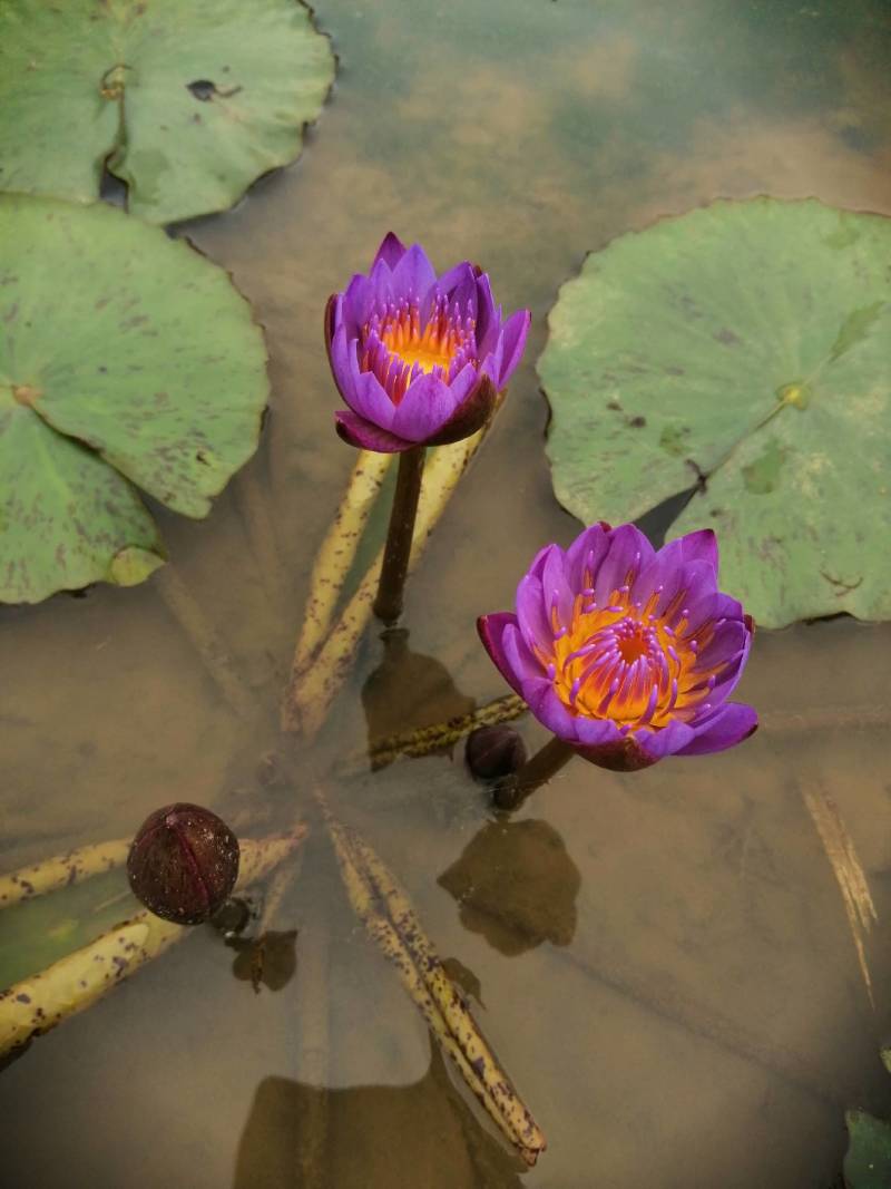 睡莲，巴拿马，根长10公分，紫色花，产地直销