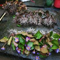 睡莲，巴拿马，根长10公分，紫色花，产地直销