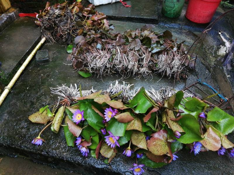 睡莲，巴拿马，根长10公分，紫色花，产地直销