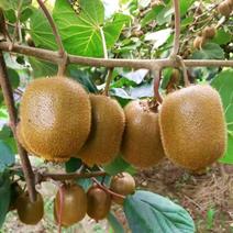 猕猴桃园生态基地新鲜猕猴桃预售开始即将成熟挂果