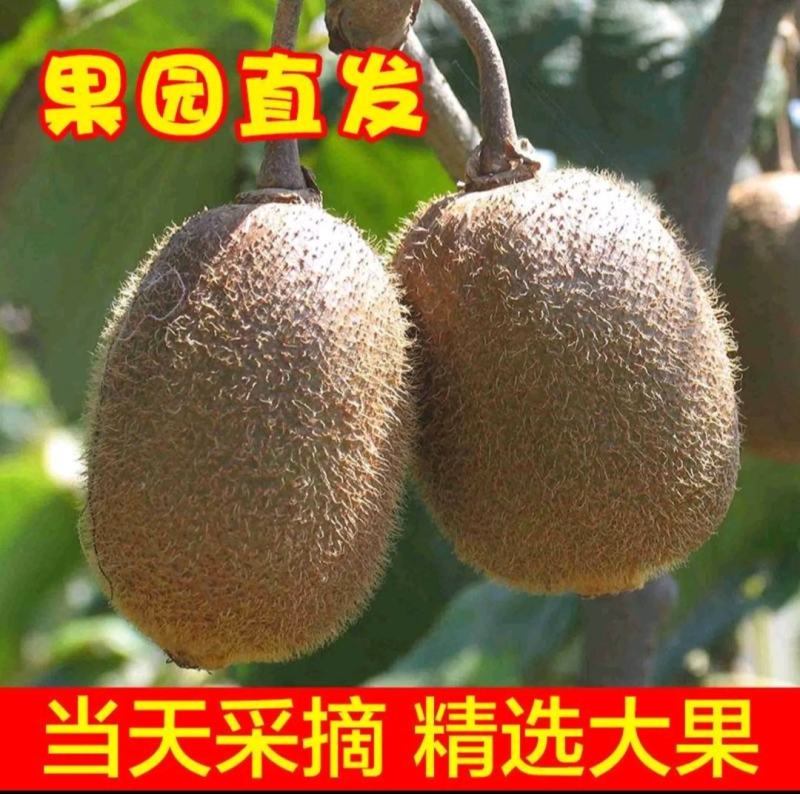 猕猴桃园生态基地新鲜猕猴桃预售开始即将成熟挂果
