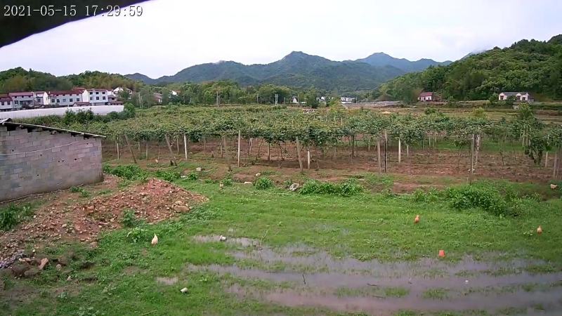 猕猴桃园生态基地新鲜猕猴桃预售开始即将成熟挂果