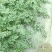 大棚西瓜美都西瓜质量可靠果型周正皮薄皮色漂亮