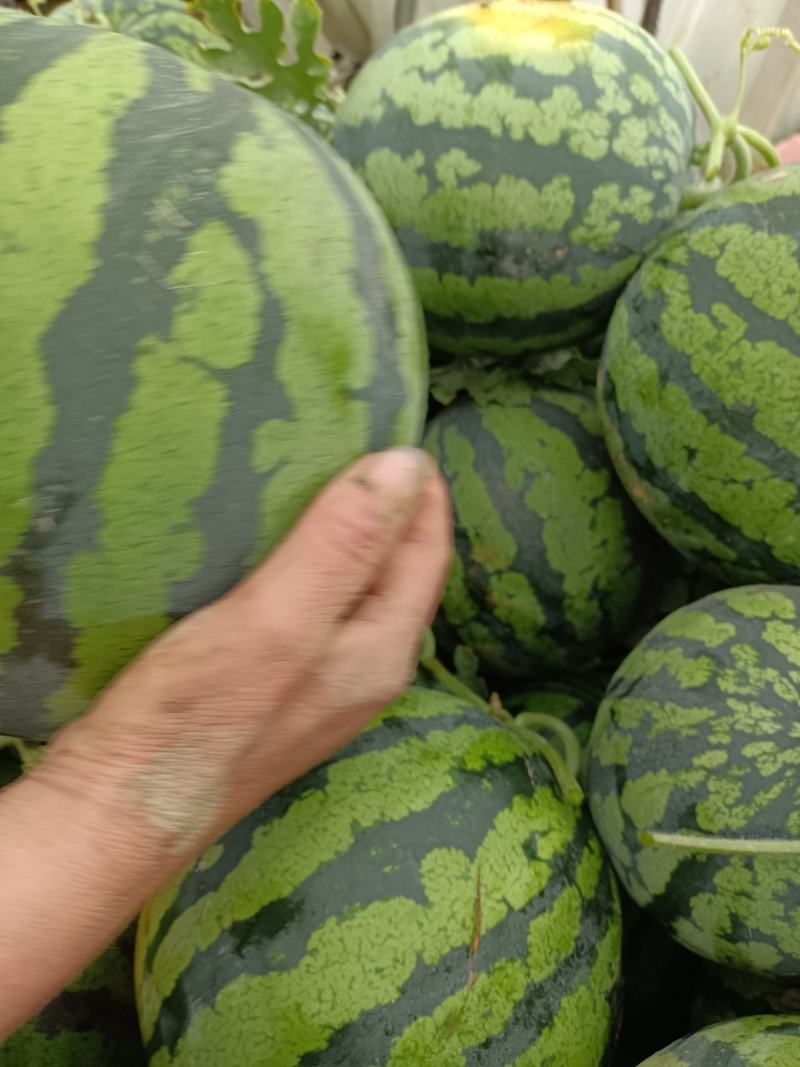 陆地美都西瓜大量上市。质量保证，货源充足，个头均匀，欢迎