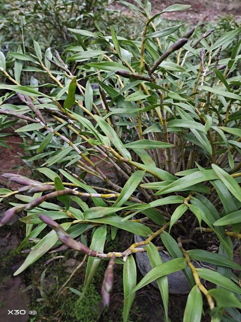 包邮(除偏远地区外)叠鞘石斛苗种植发展，花卉盆景基地直发