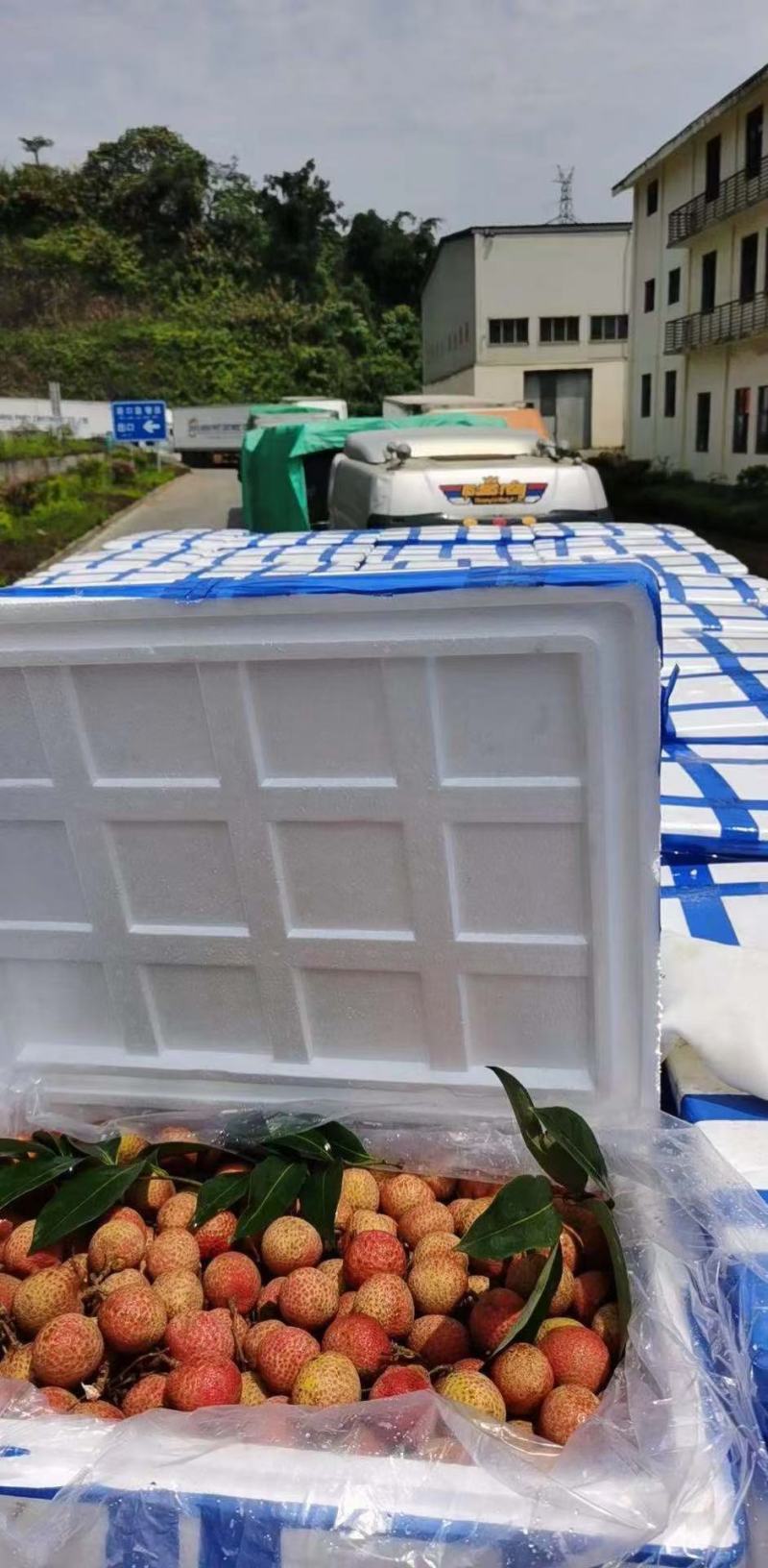 越南进口水荔枝