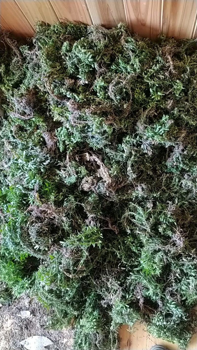 贵州正宗野生无硫全草类中药材大叶千层塔干货正品包邮