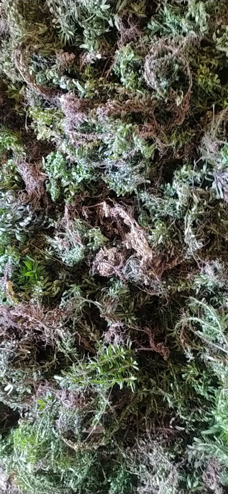 贵州正宗野生无硫全草类中药材大叶千层塔干货正品包邮
