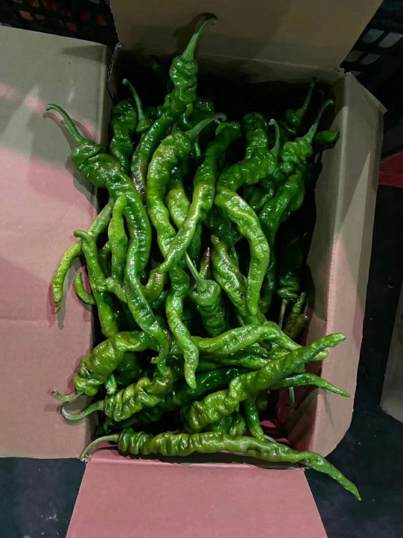 吐鲁番托克逊金品辣椒