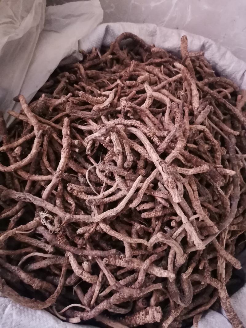 优质山西远志抽芯无杂净货量大从优规格齐全