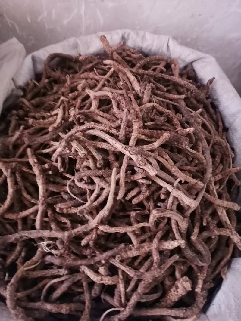 优质山西远志抽芯无杂净货量大从优规格齐全