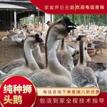 纯种狮头鹅苗大种鹅苗专业孵化厂家直发最大能达到19斤