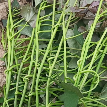 陆地西瓜红(脱毒)大田苗