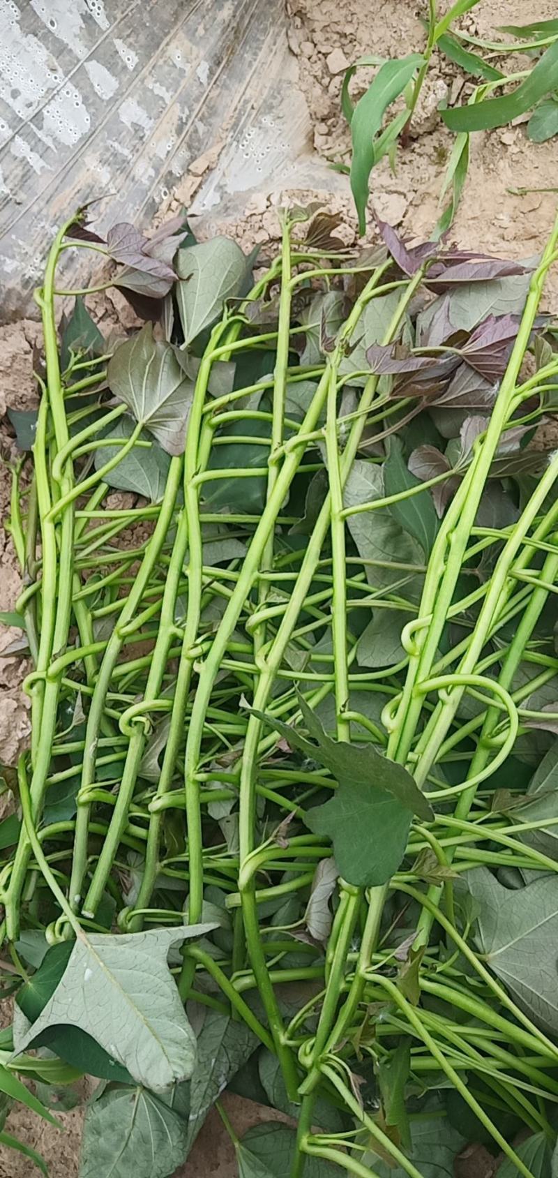 陆地西瓜红(脱毒)大田苗