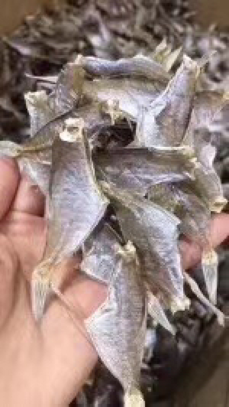 竹叶剥皮鱼，又名敌仔鱼。淡干足干，漂亮。。。