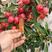 俄罗斯八号樱桃成熟红灯萨米托拉宾斯俄八樱桃大量上市