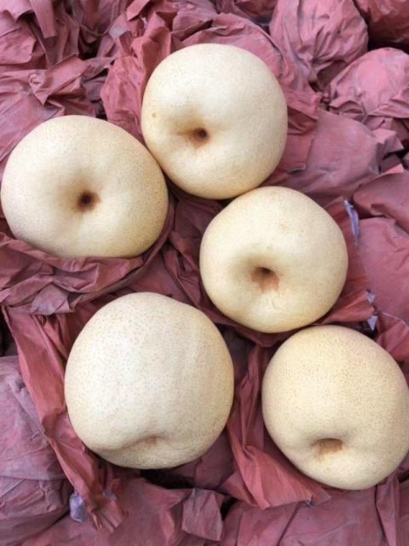 陕西纸袋酥梨好吃不贵基地供货源充足欲购从速