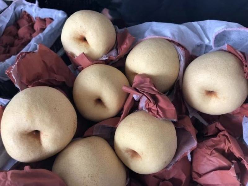 陕西纸袋酥梨好吃不贵基地供货源充足欲购从速