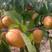 露地丰源红杏产地直发货源充足预售从速价格优惠保证货源