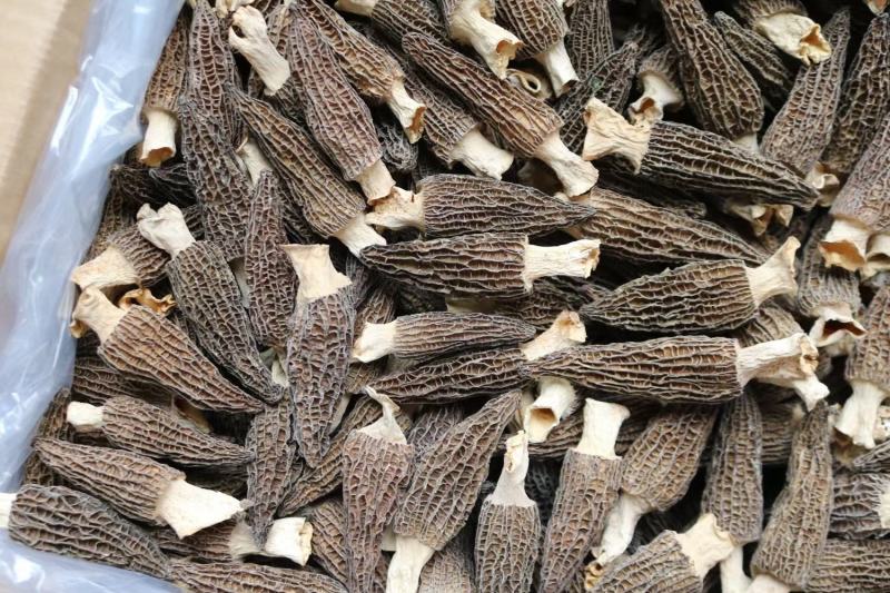 广州人中号精品厚肉羊肚菌云南特产营养菌菇煲汤食材