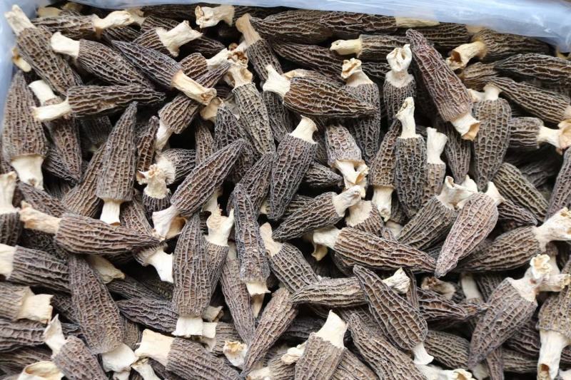 广州人中号精品厚肉羊肚菌云南特产营养菌菇煲汤食材