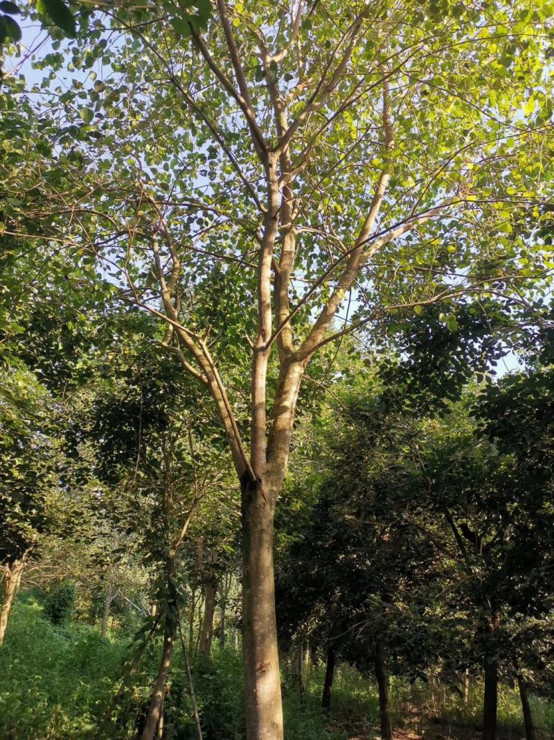 福建省漳州市供应绿化庭院设计，菩提树，产地直销价大小规格