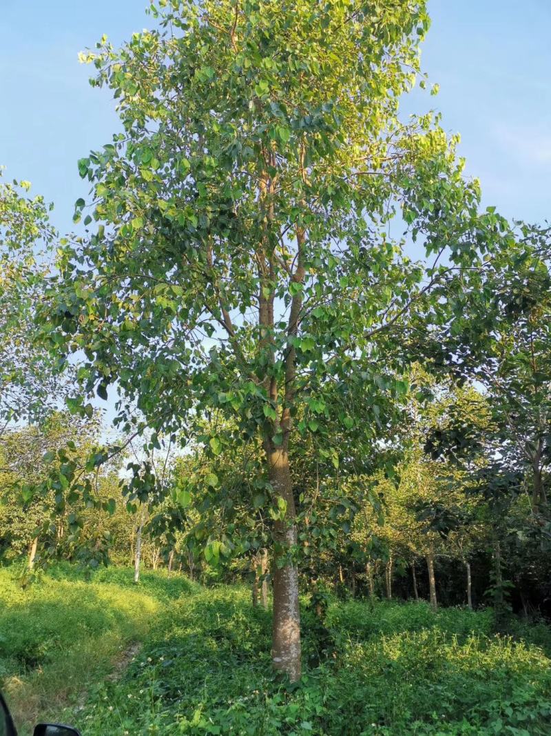 福建省漳州市供应绿化庭院设计，菩提树，产地直销价大小规格