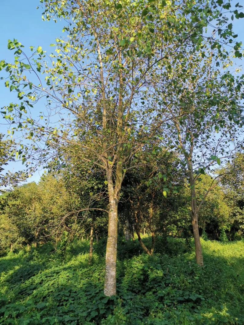 福建省漳州市供应绿化庭院设计，菩提树，产地直销价大小规格