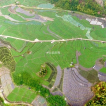 今锦黄心大白菜大量上市，海拔1000米高山上露天