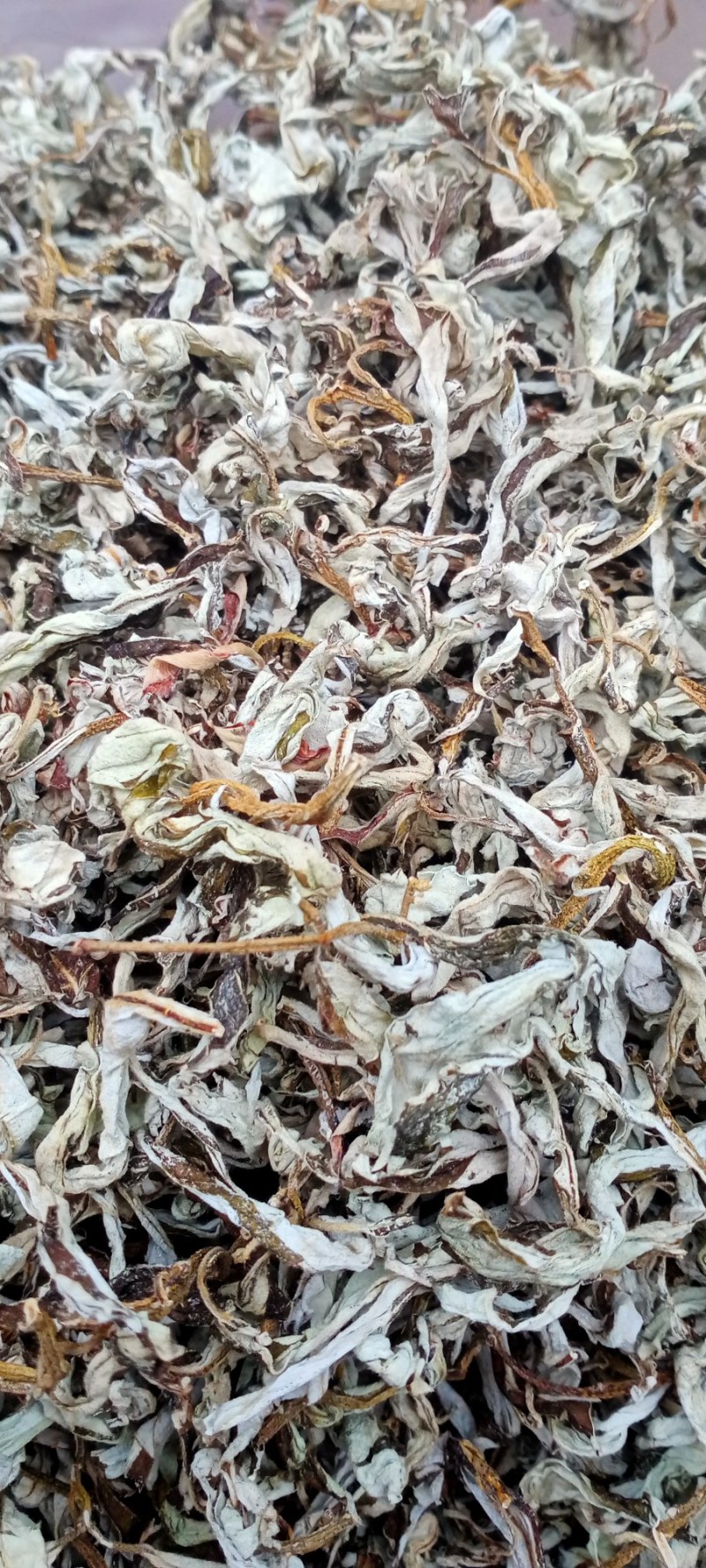 老鹰茶