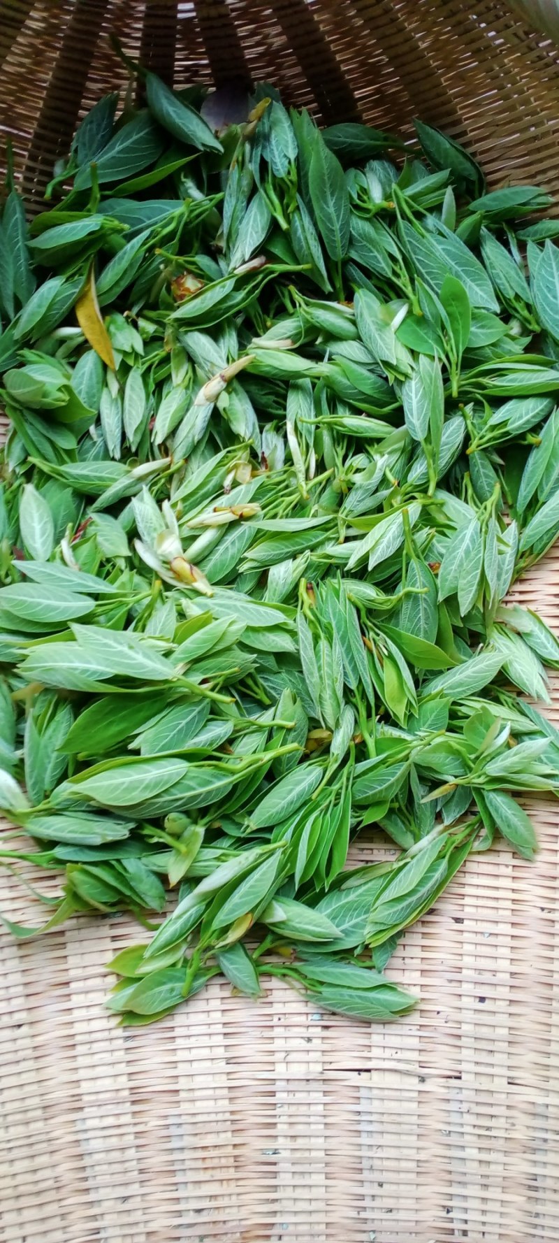 老鹰茶