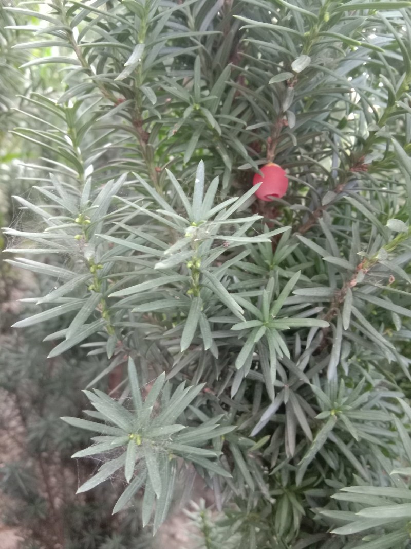 曼地亚红豆杉树