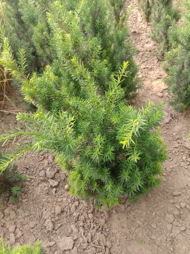 曼地亚红豆杉树